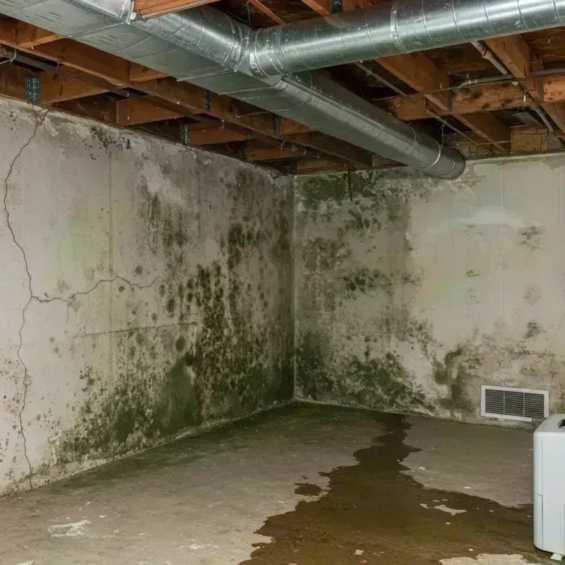 Professional Mold Removal in Ramsey, IL